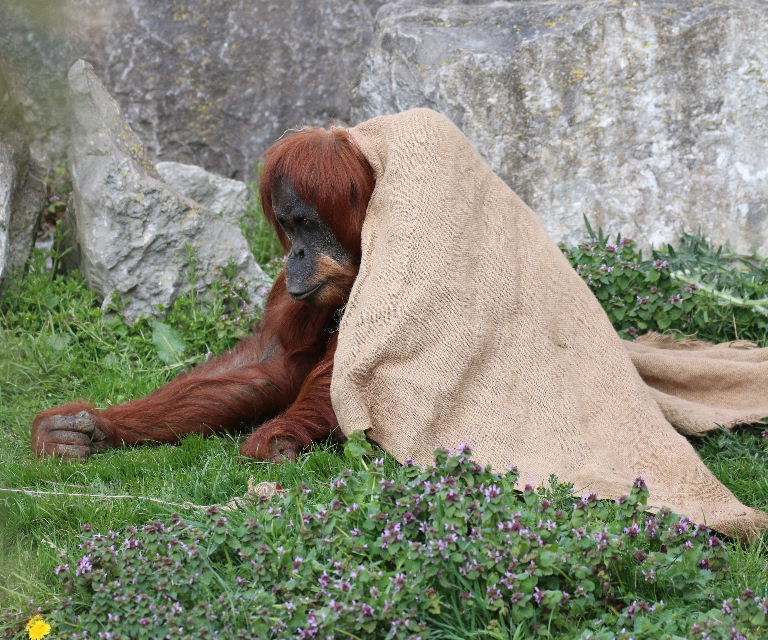 Sumatran Orangutan