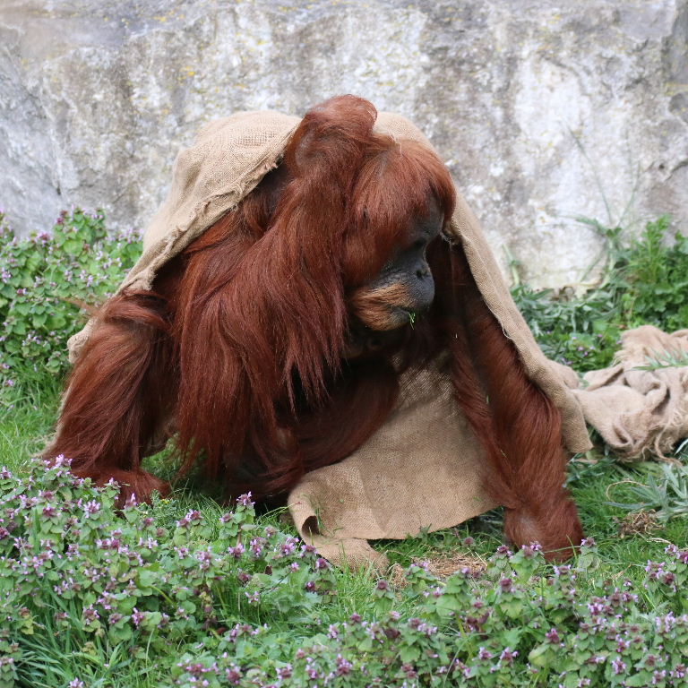 Sumatran Orangutan with sackcloth