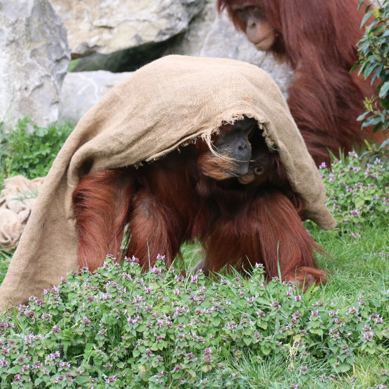 Sumatran Orang Utan with baby under sackcloth