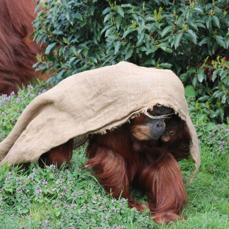 Sumatran Orangutan with baby under sackcloth