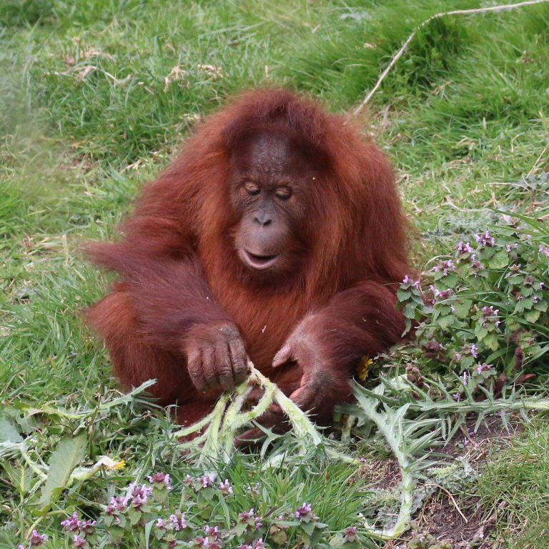 Sumatran Orangutan with thistles