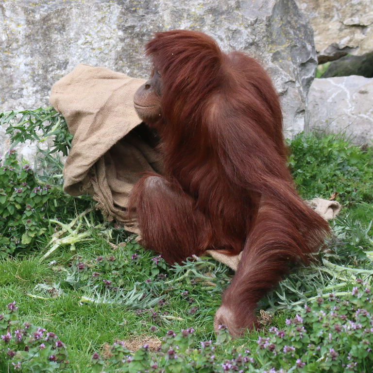 Sumatran Orangutan with sack cushion and glove