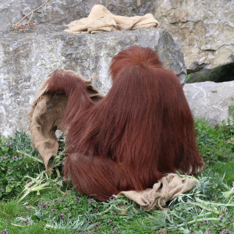 Sumatran Orangutan with sack cushion and glove