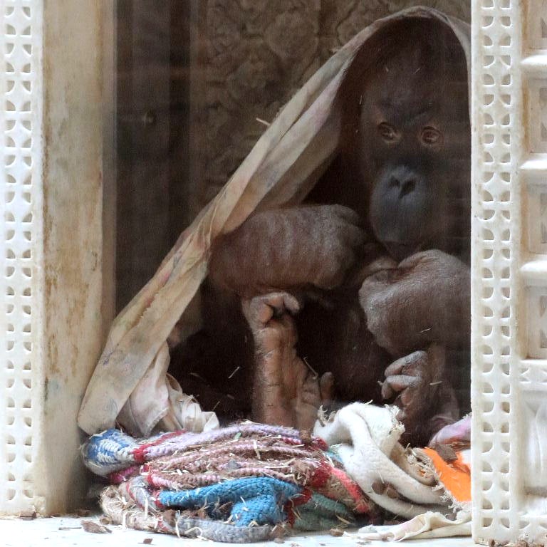 Orangutan as alcove deity