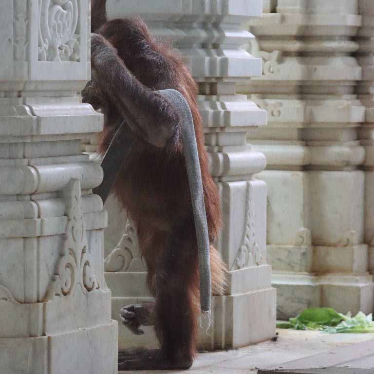 Orangutan queing for bathroom