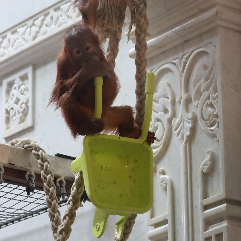 young Orangutan with favourite toy