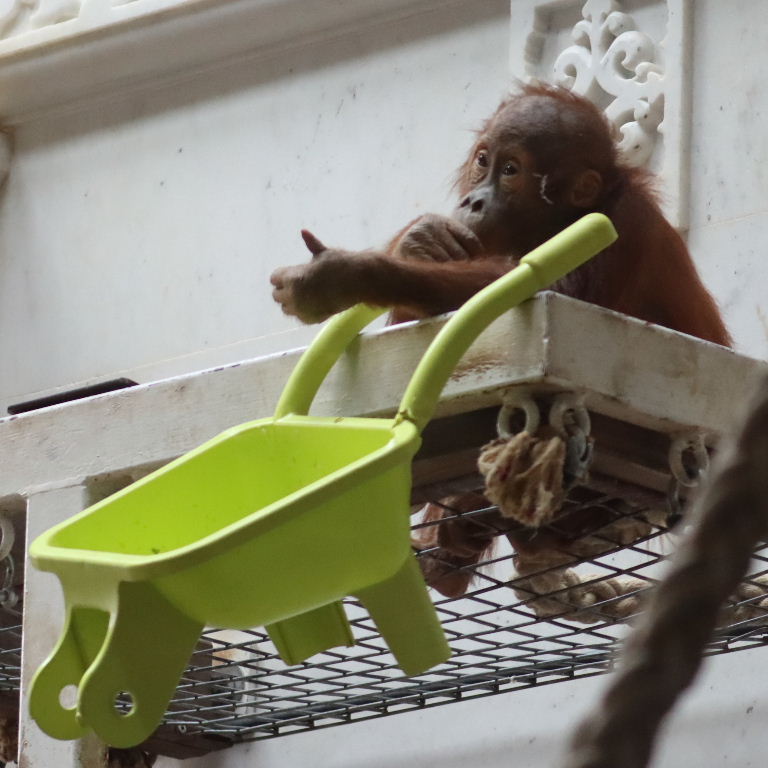 young Orangutan with wheelbarrow