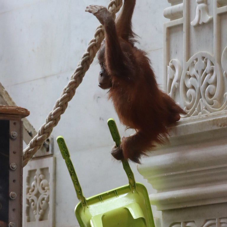 young Orangutan with wheelbarrow