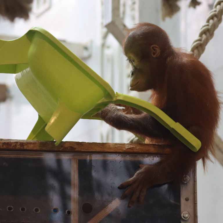young Orangutan with wheelbarrow
