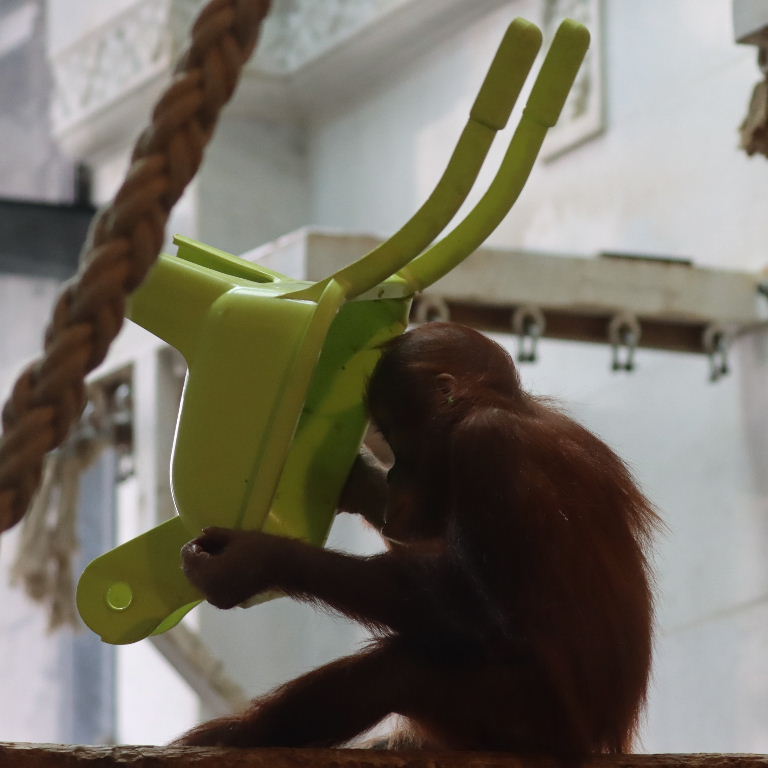 young Orangutan with wheelbarrow