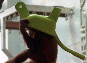 Orangutan with wheelbarrow