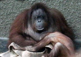 Bornean Orangutan
