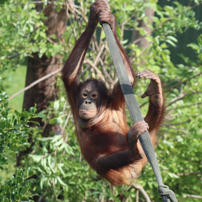 Juvenile Bornean Orangutan