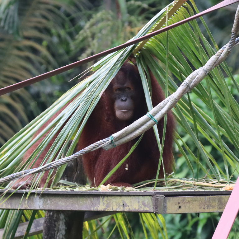 Orangutan under palm leaf