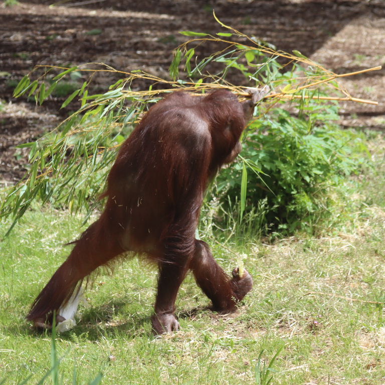 Orangutan carrying food in hands and toes