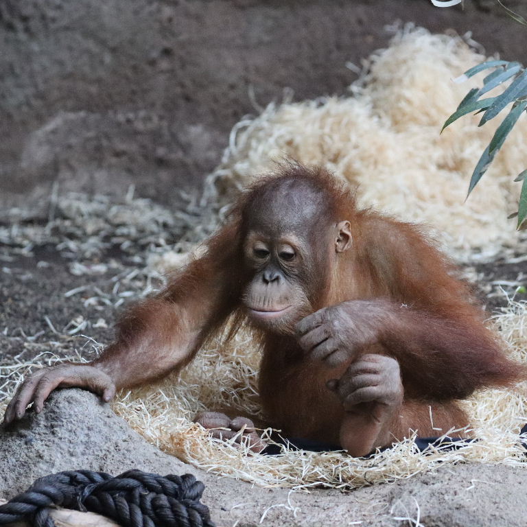 juvenile Orangutan with rope