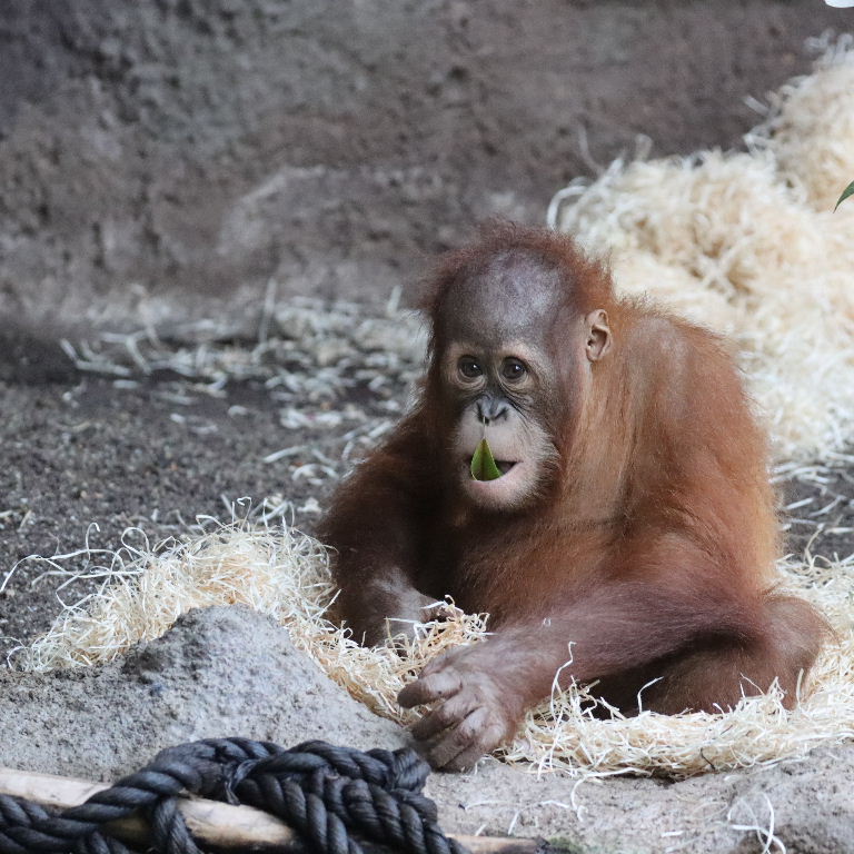 juvenile Orangutan with rope