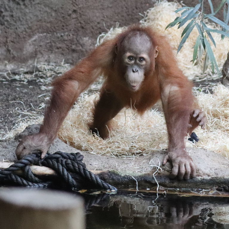 juvenile Orangutan with rope