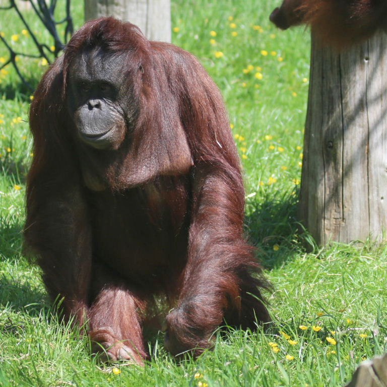 Bornean possible hybrid Orangutan