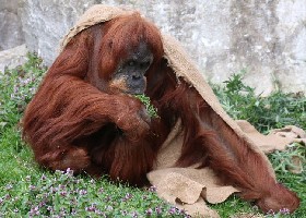 Sumatran Orangutan