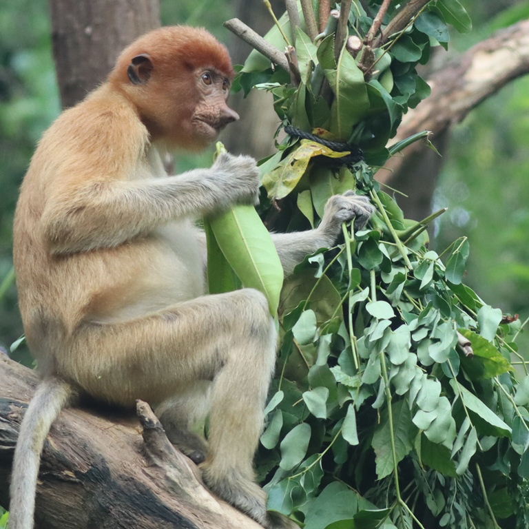 Proboscis Monkey female