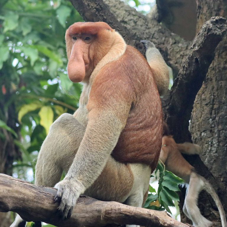 Proboscis Monkey male