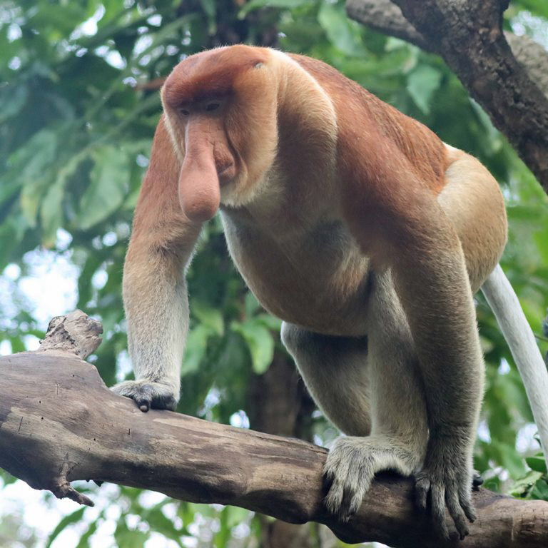 Proboscis Monkey male