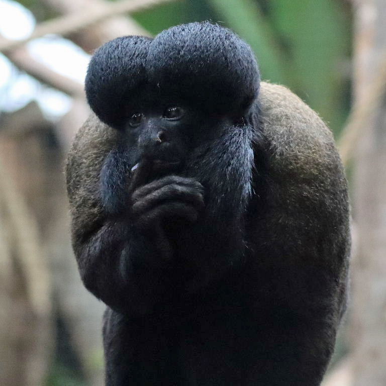 Red-backed Bearded Saki Monkey