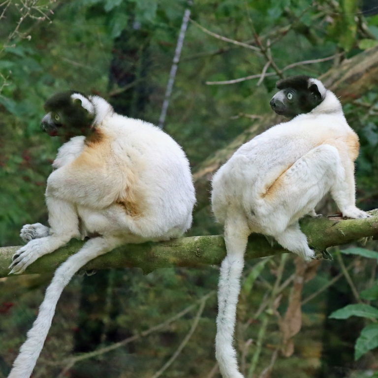 Crowned Sifaka