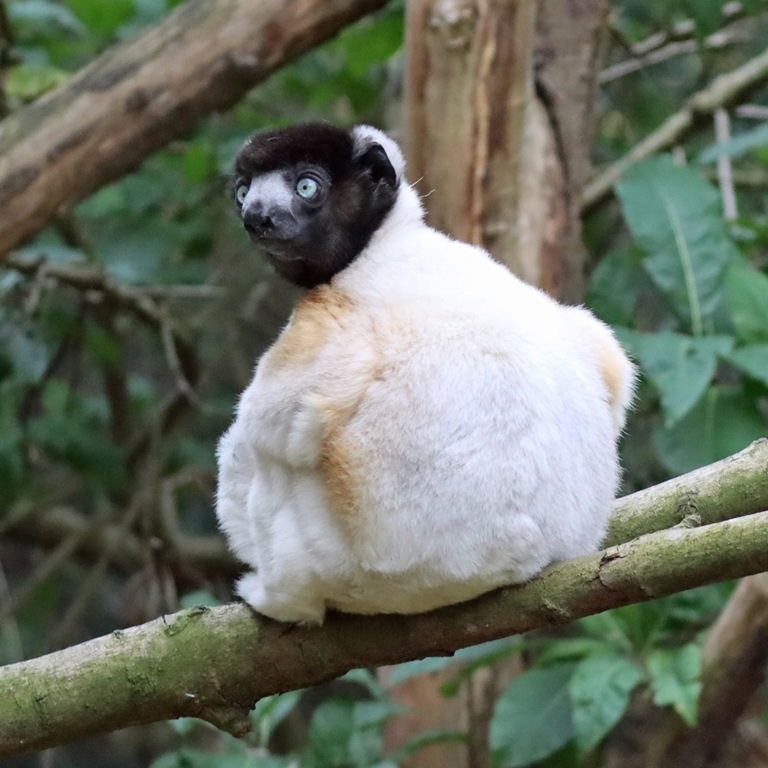 Crowned Sifaka