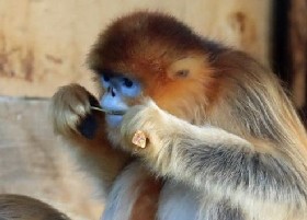 Snub-nosed Monkey flossing teeth
