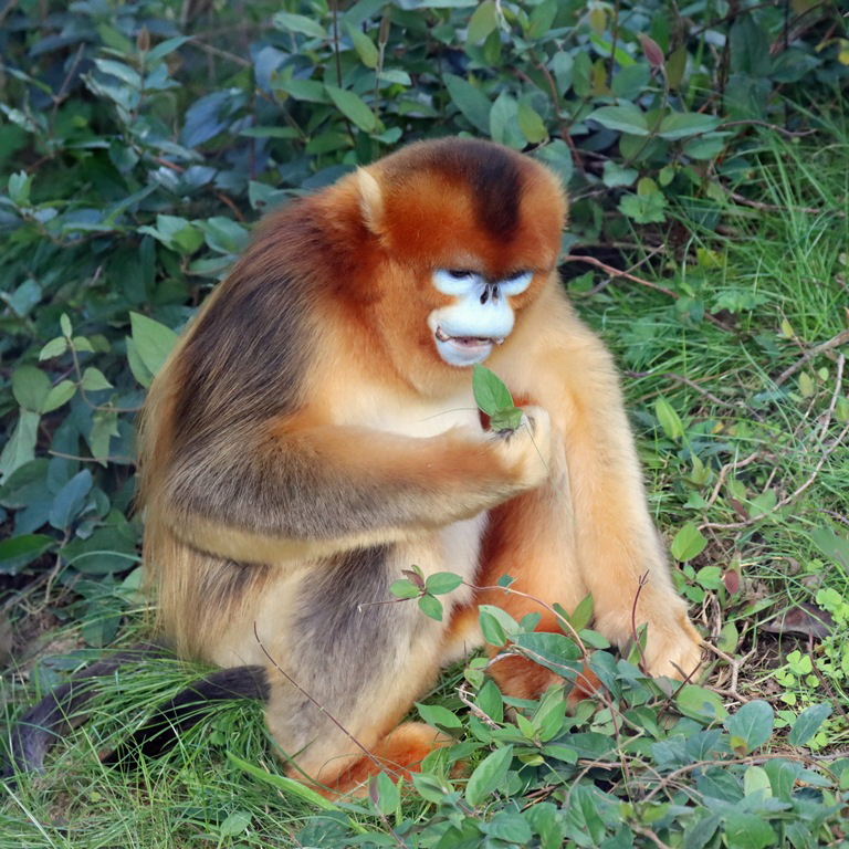 Golden Snub-nosed Monkey male