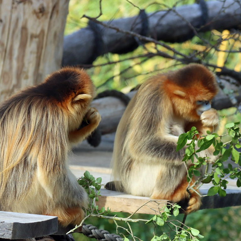 Golden Snub-nosed Monkey