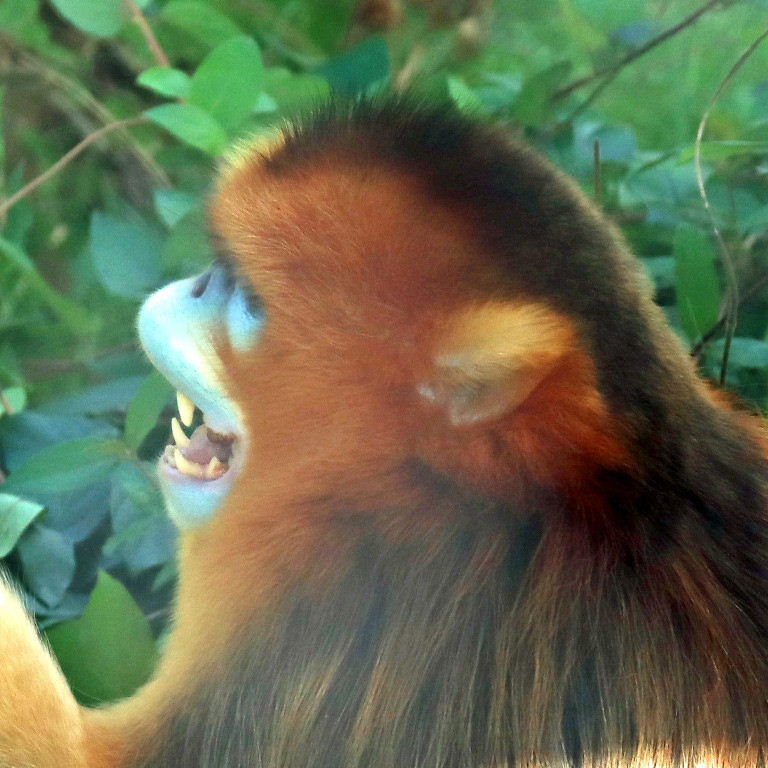 Golden Snub-nosed Monkey
