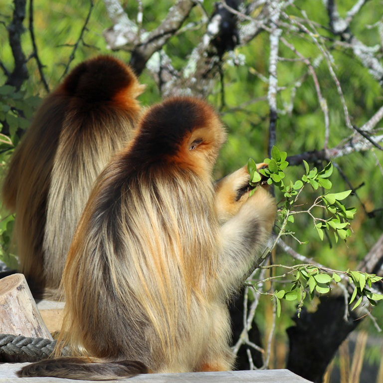 Golden Snub-nosed Monkey