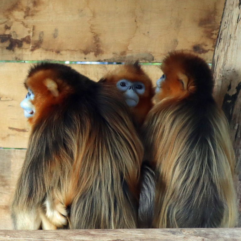 Golden Snub-nosed Monkey