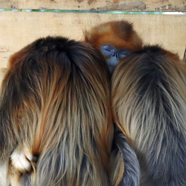 Golden Snub-nosed Monkey