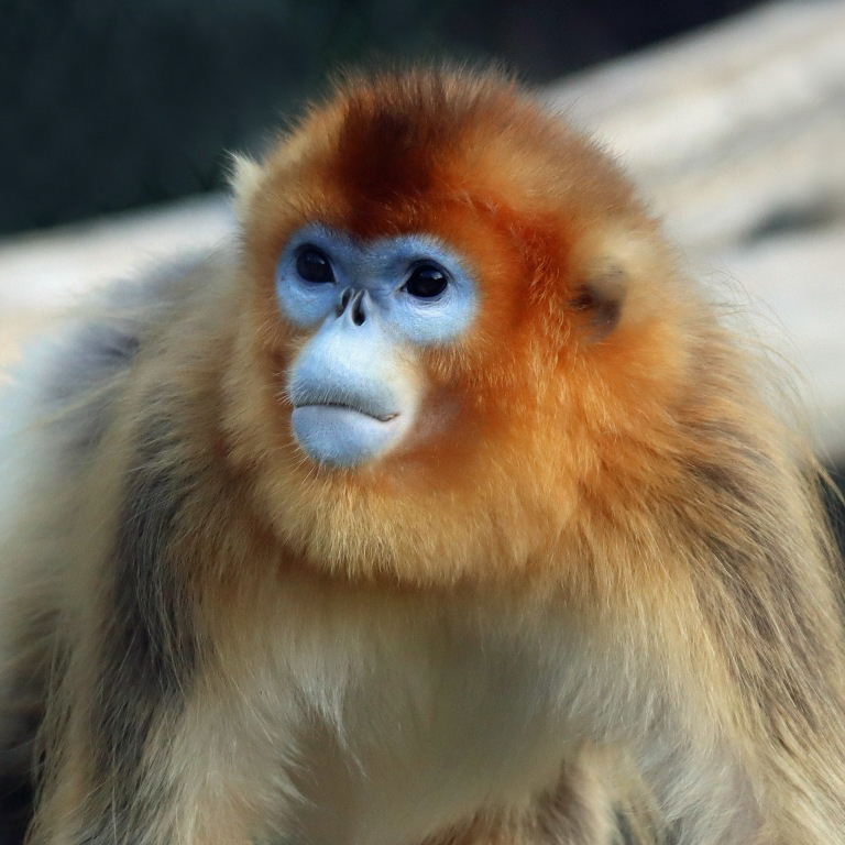 Golden Snub-nosed Monkey female