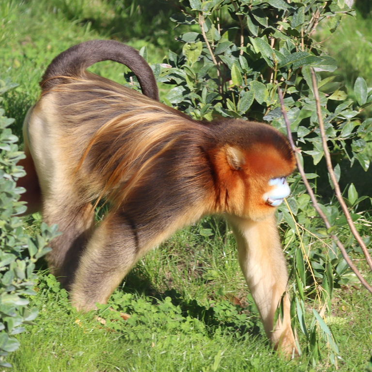 Golden Snub-nosed Monkey