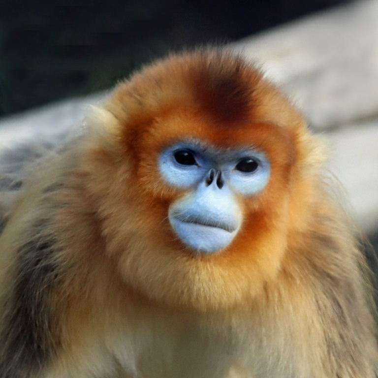 Golden Snub-nosed Monkey female