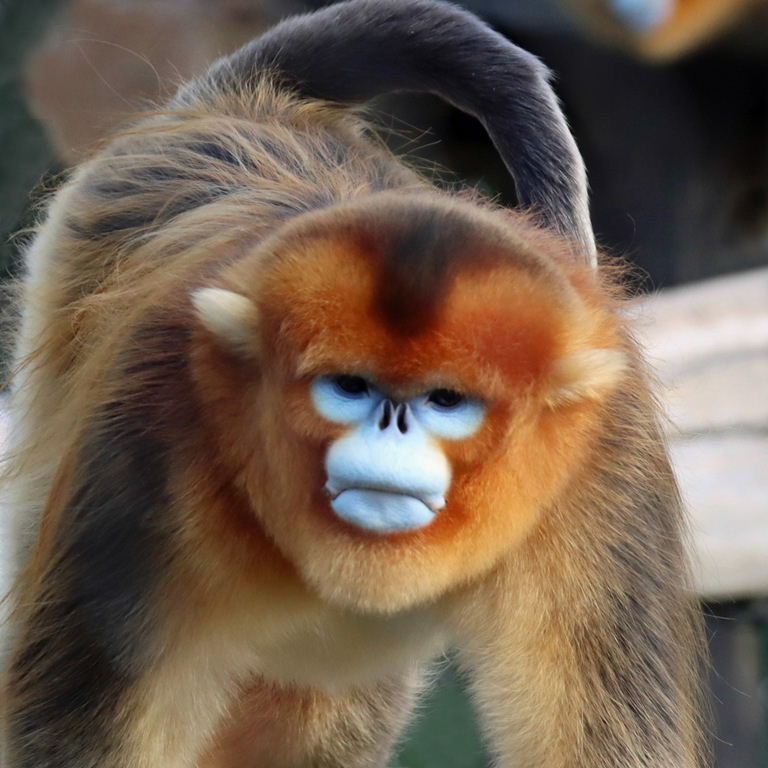 Golden Snub-nosed Monkey male