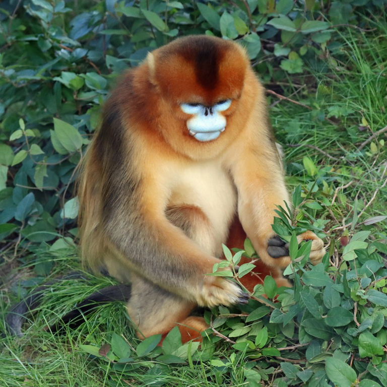 Golden Snub-nosed Monkey