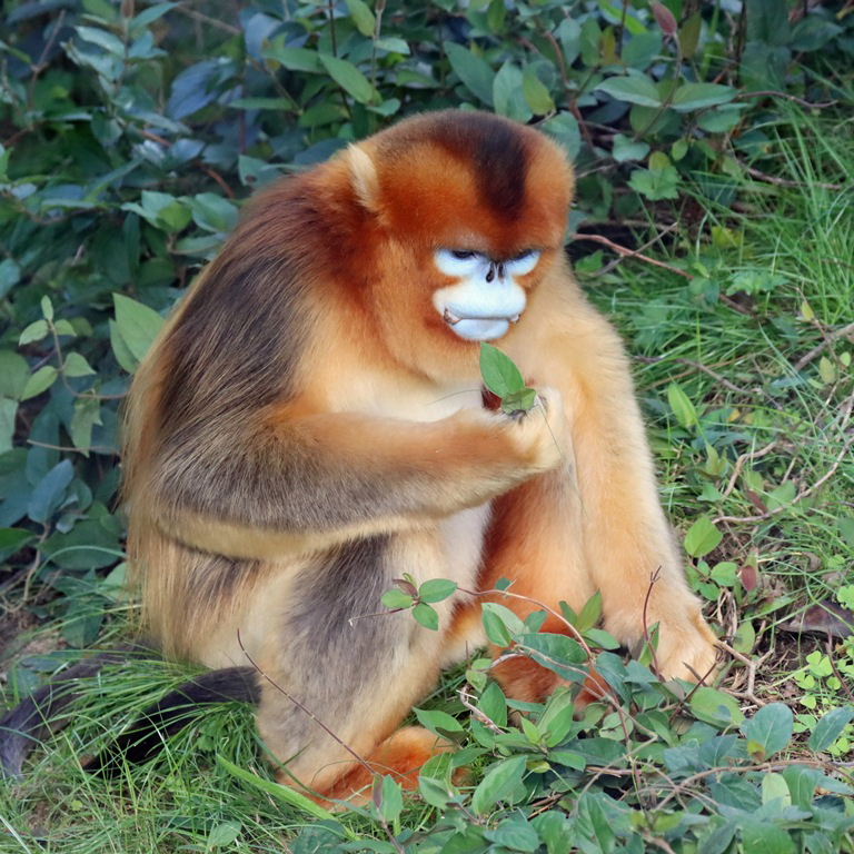 Golden Snub-nosed Monkey