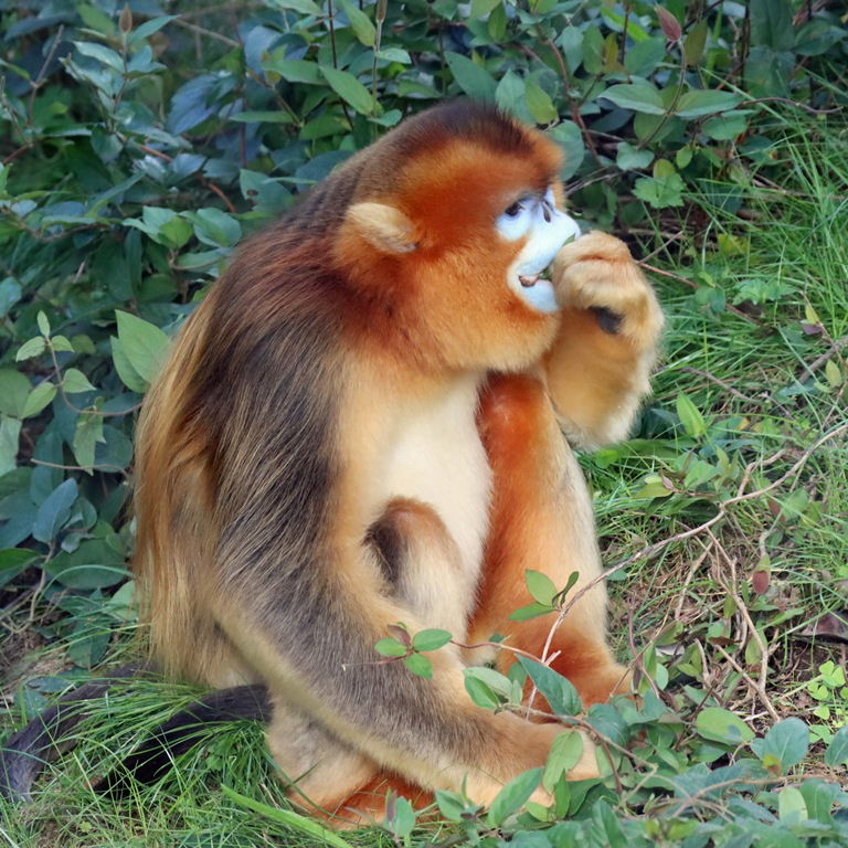 Golden Snub-nosed Monkey