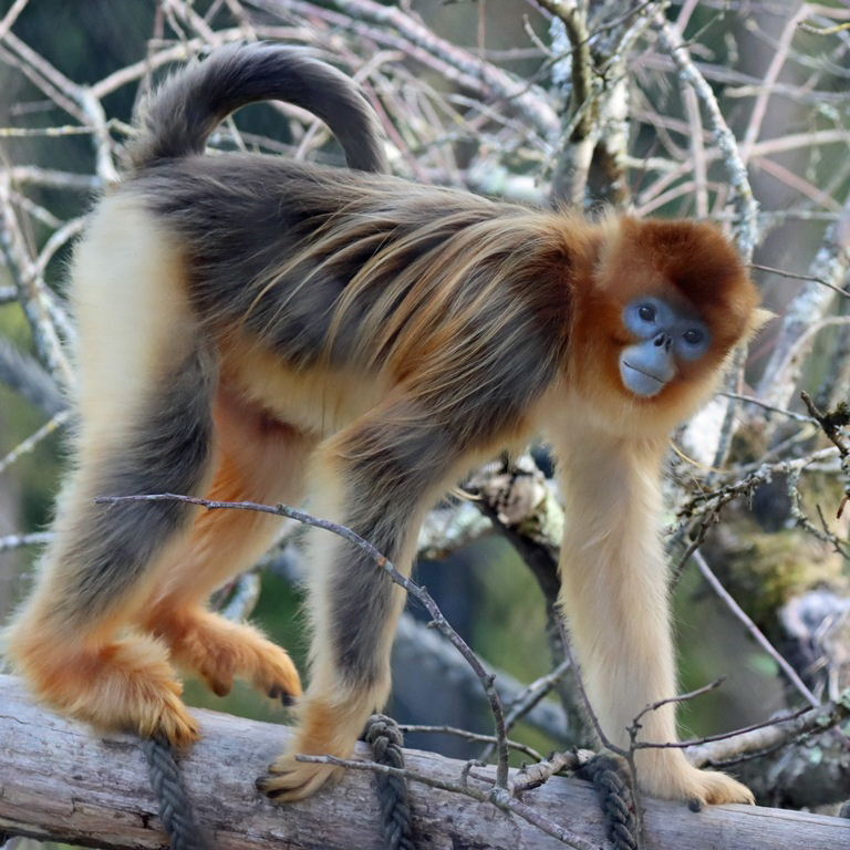 Golden Snub-nosed Monkey
