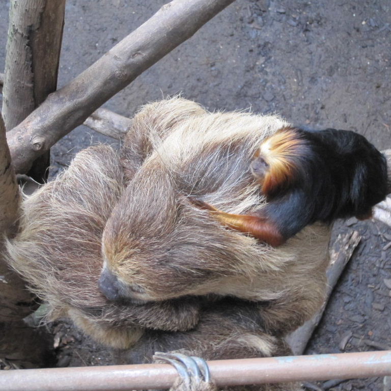 Tamarin grooming Sloth
