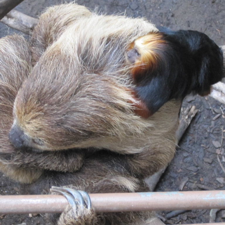 Tamarin grooming Sloth