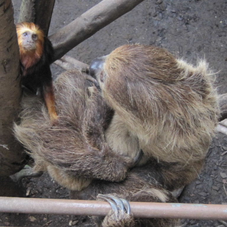 Tamarin grooming Sloth