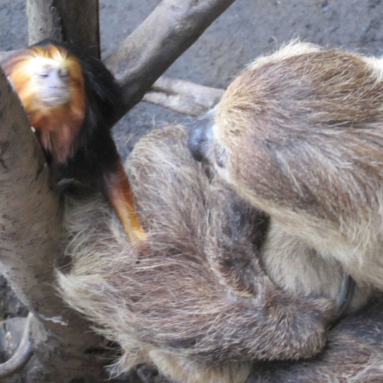 Tamarin grooming Sloth