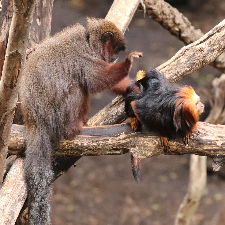 Titi grooming Tamarin